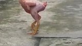 谁说我是铁公鸡，一毛不拔