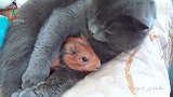 猫咪搂着豚鼠睡觉,无论豚鼠怎么闹,猫咪就是不放手