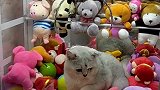 夹娃娃自己掉下来的大肥猫，所以我这是赚到了吗？趁老板没注意赶