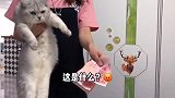 猫咪都是会记仇的,千万不要惹猫咪不高兴