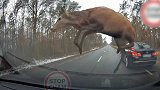 波兰：真实版“麋鹿测试”！鹿群突袭公路，踢坏过往汽车
