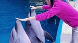 抖到蓬莱八仙过海 小海豚 跟大家打个招呼吧