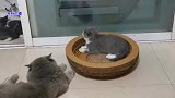几只小奶猫把小胖公猫当成妈妈，一拥而上找吃的，胖猫：一窝傻猫