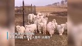当你和羊羊打招呼后，羊羊的回应方式让人直呼