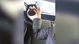 小黑狗开心地在草地上蹦跶，无忧无虑的，太可爱了！