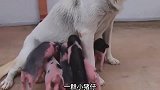 一窝小猪误将狗狗当妈妈，狗子喂完奶后生无可恋，小家伙嘴劲真大