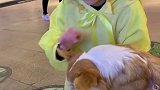 遛狗活捉一只可爱的小黄鸭！谁能数一下视频里总共有多少美女！猜对有奖曾教授家的撩妹小分队 骨