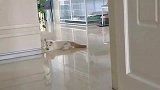 小猫咪无聊起来，都能和绿萝打起来了
