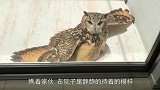 老鹰与猫头鹰撕打一起，狗狗热心前来解救，镜头记录搞笑全程