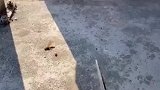 马蜂入侵家养的蜜蜂，一剪子一只马蜂