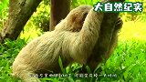 拉便便等于自杀？它们拉到一半就意外身亡，太悲催了！