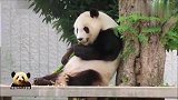 萌力无边的熊猫旦旦背靠大树，细嚼慢咽的样子可爱到极致