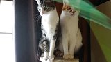 当多动猫遇上高冷猫