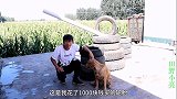 小伙用了十三个轮胎，成功制作出一个迷彩大坦克，金毛大喊真漂亮