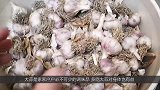 原来大蒜上藏有一个小机关，轻轻一捏蒜皮就可完整脱落，真实用！