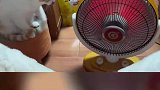 记录猫咪的日常行为
