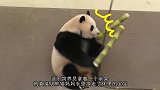 饲养员要写字，熊猫宝宝秒变桌子，小团子：放开我，我可是国宝
