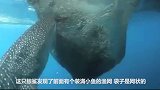 聪明鲸鲨发现捕鱼网有洞，立刻狂吸模样超疗愈，镜头记录全过程