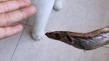 猫：铲屎的，这么点小鱼干还不够塞牙缝呢！
