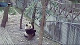 熊猫：奶爸你走开，我今天心情不好不想理人，别拿东西烦我了