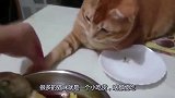 主人给猫咪一根香蕉，看猫咪做了什么，忍住别笑呀