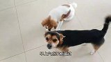 主人只领土狗出门玩，结果二哈疯了，堵住门死活不开门！笑喷了！