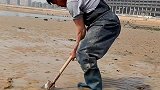 本想去大海边游玩，一下车看见大叔在挖蛏王！