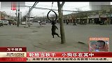 轮胎当秋千 小狗乐在其中 每日新闻报 120314