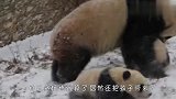如果生孩子不是为了玩，那么毫无意义，心疼崽崽一秒！