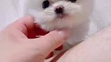 这个颜值绝绝子茶杯博美俊介