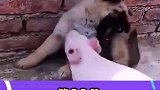 哮天犬大战猪八戒，第一回合