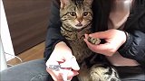 主人给猫咪剪指甲，猫咪龇牙咧嘴的一脸担忧：看准了再剪
