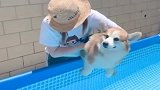 小短腿柯基，还没下水就表演狗刨，动作滑稽又可爱