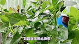 水桶种空心菜,又脆又嫩,可持续采收半年!