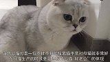 母猫生产后累瘫在地，公猫不停亲吻、安抚猫妈妈，画面太感动了！