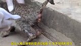 可怜的小野猫遇见爱,会是什么结果,看后感动了