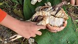 用大螃蟹钓鱼，感觉太浪费了