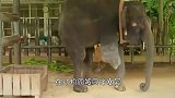 大象意外失去一条腿，工作人员给他装上假肢后，大象的举动亮了