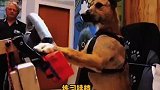世界上第一只会开车的狗，历时35天的训练