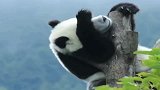 熊猫:只要我装的够像,你们就不知道我卡树上了