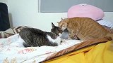 两只肥猫打架,打五秒休息十秒,太萌了