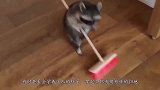 千万别让浣熊撸到猫，不然一揉就是一辈子，镜头拍下全过程