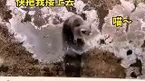 猫猫开窗出去回不来，听主人示意后，跃起被楼上主人一把接住