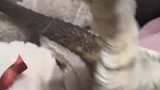 猫咪烤火，尾巴被烤焦