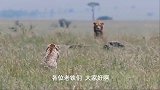 狮子偷袭豹子，豹子逃脱与角马战斗，可怜角马看热闹被狩猎！