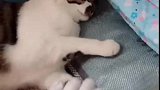 猫：算了你有刀，你爱咋摸就咋摸吧！