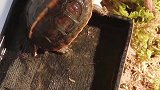 一个多星期没喂食了，今天给它喂食老开心了