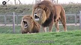雄狮刚战胜了前任狮王，没想到下一秒凄惨的事发生，镜头拍下全程