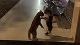 两只猫咪打架时还骂骂咧咧的