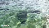 浅浅的透明海水，鱼也可以捉住这么多！